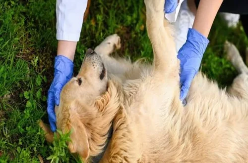 Dog first aid tips