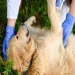 Dog first aid tips