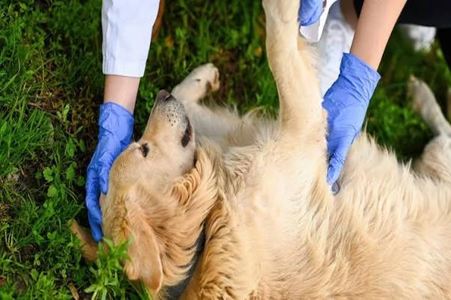 Dog first aid tips