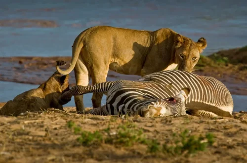 Animals