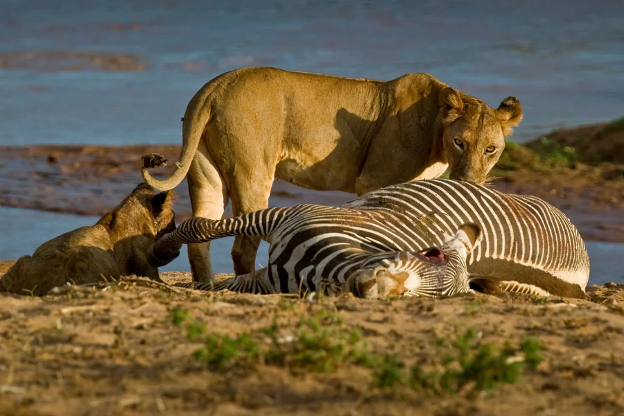 Animals